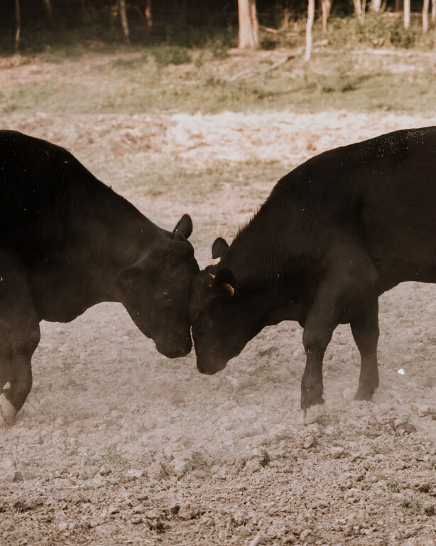 Visit Podunajsko_Agroturistika_Kosa Estate (2).jpg